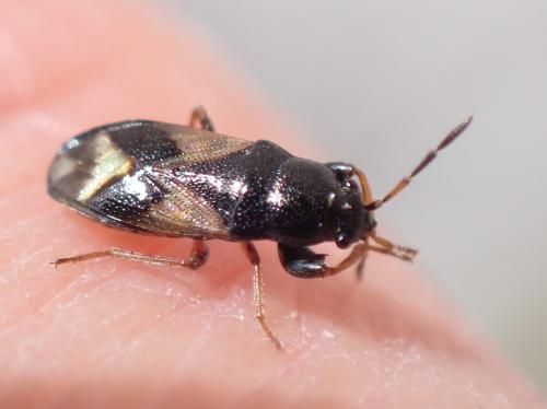 Megalonotus praetextatus